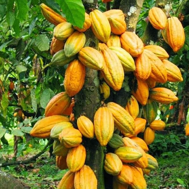 Cocoa Tree